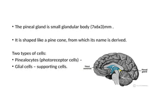 • The pineal gland is small glandular body (7x6x3)mm .
• It is shaped like a pine cone, from which its name is derived.
Two types of cells:
• Pinealocytes (photoreceptor cells) – hormone secreting cells.
• Glial cells – supporting cells.
 