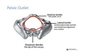PELVC Floor and Girdle with muscles.pptx