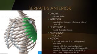 Comprehensive Overview of Upper Limb Muscles and Their Functions | PPTX