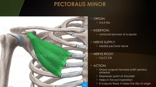 Comprehensive Overview of Upper Limb Muscles and Their Functions | PPTX