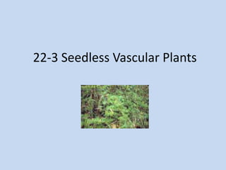 22-3 Seedless Vascular Plants 