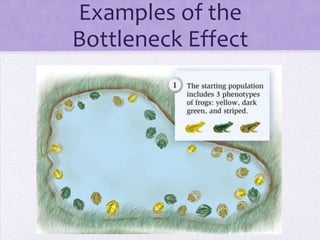Examples of the
Bottleneck Effect
 