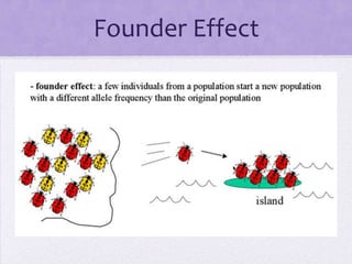 Founder Effect
 