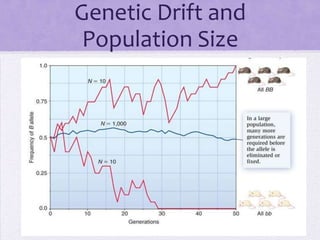 Genetic Drift and
 Population Size
 