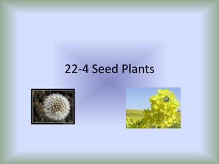 22-4 Seed Plants 
