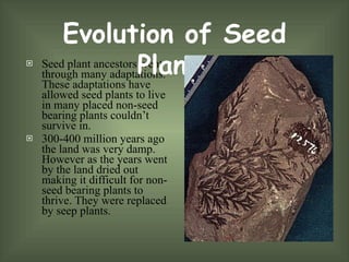 22-4 Seed Plants | PPT