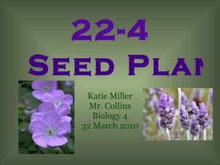 Katie Miller Mr. Collins Biology 4 32 March 2010 22-4  Seed Plants 