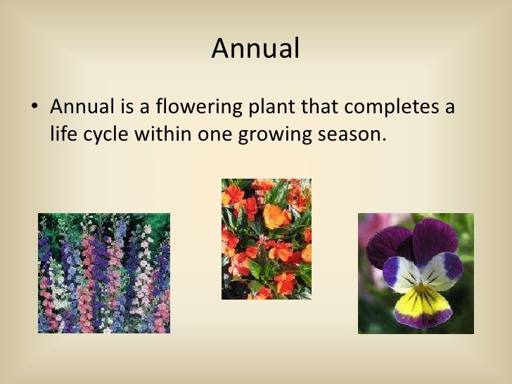 22 5 Angiosperms Flowering Plants