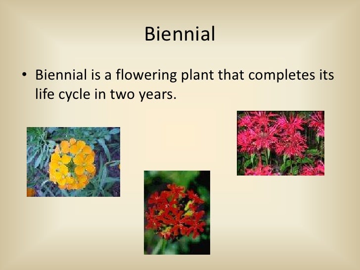 22 5 Angiosperms Flowering Plants