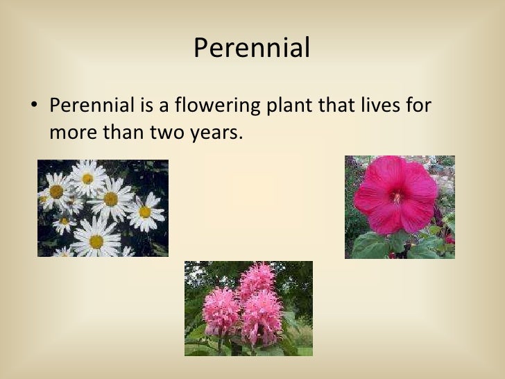 22 5 Angiosperms Flowering Plants