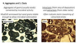 Comprehensive Overview of Carbonate Sedimentation Processes and Grain ...
