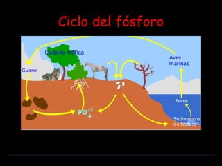 Ciclo del fósforo 