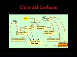 Ciclo del Carbono 