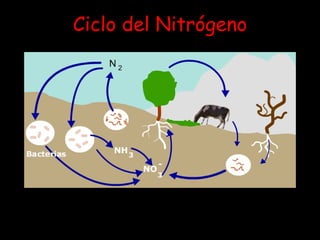 Ciclo del Nitrógeno 