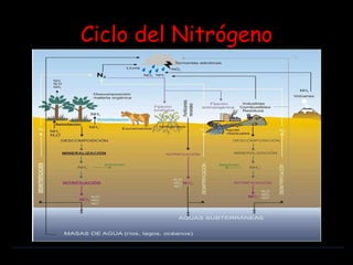 Ciclo del Nitrógeno 