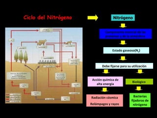 Ciclo del Nitrógeno Nitrógeno Componente esencial de las proteínas y de la atmósfera  Estado gaseoso(N 2 ) Debe fijarse para su utilización Acción química de alta energía Biológico  Bacterias fijadoras de nitrógeno Radiación cósmica Relámpagos y rayos 