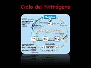 Ciclo del Nitrógeno 