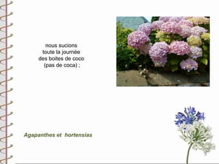 nous sucions
      toute la journée
     des boites de coco
       (pas de coca) ;




Agapanthes et hortensias
 