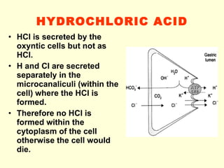 HYDROCHLORIC ACID HCl is secreted by the oxyntic cells but not as HCl. H and Cl are secreted separately in the microcanaliculi (within the cell) where the HCl is formed. Therefore no HCl is formed within the cytoplasm of the cell otherwise the cell would die. 