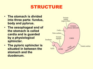 STRUCTURE The stomach is divided into three parts: fundus, body and pylorus. The oesophageal end of the stomach is called cardia and is guarded by a physiological sphincter. The pyloric sphincter is situated in between the stomach and the duodenum. 