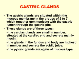 GASTRIC GLANDS The gastric glands are situated within the mucous membrane in the groups of 2 to 7, which together communicate with the gastric lumen through the gastric pits. These glands are of three types:  - the cardiac glands are small in number, situated at the cardiac end and secrete mainly mucin; - the glands in the fundus and body are highest in number and secrete the acidic juice; - the pyloric glands are again of mucous type. 