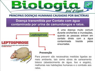 PRINCIPAIS DOENÇAS HUMANAS CAUSADAS POR BACTÉRIAS
Leptospirose
Doença transmitida por Contato com água
contaminada por urina de camundongos e ratos.
Prevenção
É uma doença muito comum
durante enchentes e inundações,
quando as pessoas entram em
contato direto com a água
contaminada trazida pelas
enxurradas.
Para prevenir são necessárias medidas ligadas ao
meio ambiente, tais como obras de saneamento
básico (abastecimento de água, lixo e esgoto),
melhorias nas habitações humanas e o combate aos
ratos.
 