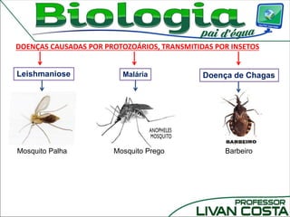 DOENÇAS CAUSADAS POR PROTOZOÁRIOS, TRANSMITIDAS POR INSETOS
Leishmaniose Doença de ChagasMalária
Mosquito Palha Mosquito Prego Barbeiro
 