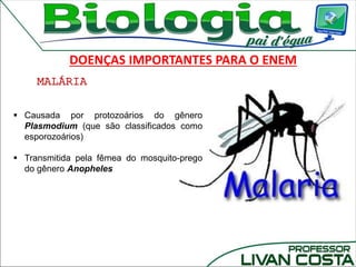 MALÁRIA
DOENÇAS IMPORTANTES PARA O ENEM
 Causada por protozoários do gênero
Plasmodium (que são classificados como
esporozoários)
 Transmitida pela fêmea do mosquito-prego
do gênero Anopheles
 