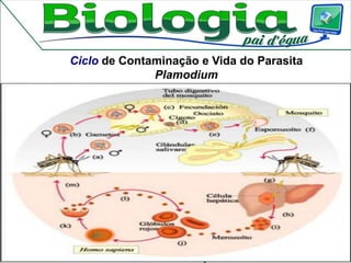 Ciclo de Contaminação e Vida do Parasita
Plamodium
 