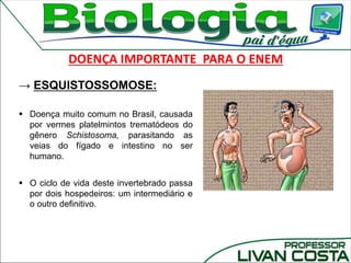 DOENÇA IMPORTANTE PARA O ENEM
→ ESQUISTOSSOMOSE:
 Doença muito comum no Brasil, causada
por vermes platelmintos trematódeos do
gênero Schistosoma, parasitando as
veias do fígado e intestino no ser
humano.
 O ciclo de vida deste invertebrado passa
por dois hospedeiros: um intermediário e
o outro definitivo.
 