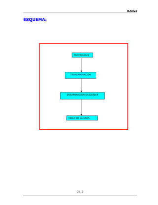 R.Silva
ESQUEMA:
21. 2
PROTEOLISIS
TRANSAMINACION
DESAMINACION OXIDATIVA
CICLO DE LA UREA
 