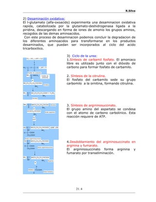 R.Silva
2) Desaminación oxidativa:
El l-glutamato (alfa-oxoacido) experimenta una desaminacion oxidativa
rapida, catabolizada por la glutamato-deshidrogenasa ligada a la
piridina, descargando en forma de iones de amonio los grupos aminos,
recogidos de las demas aminoacidos.
Con este proceso de desaminacion podemos concluir la degradacion de
los diferentes aminoacidos para transformarse en los productos
desaminados, que puedan ser incorporados al ciclo del acido
tricarboxilico.
NH2
C
O
O P
O
O
O
CO2 + NH3 + 2ATP + H2O
+ 2ADP + Pi
Fosfato de carbamilo
3) Ciclo de la urea:
1.Síntesis de carbamil fosfato. El amoniaco
libre es utilizado junto con el dióxido de
carbono para formar fosfato de carbamilo.
NH2
NH2CH2CH2CH2CHCOOH
C NHCH2
O
NH2
C
O NH2
NH2 NH2CH2CH2CH2COOH + H3PO4
Fosfato de
carbamilo
Ornitina
Citrulina
+
2. Síntesis de la citrulina.
El fosfato del carbamilo sede su grupo
carbomilo a la ornitina, formando citrulina.
C
O NH2
NH2 NHCH2CH2CH2CHCOH
NH2
HCOCH2CHCOOH
C
NH
C COOH
CH2
COOH
NH2
H
HN NHCH2CH2CH2CHCOOH +AMP +PPi
Citrulina
Acido aspartico
Acido argeninosuccinico
+
+
ATP
3. Síntesis de argininosuccinato.
El grupo amino del aspartato se condesa
con el atomo de carbono carbolinico. Esta
reacción requiere de ATP.
C
NH
C COOHH
CH2
COOH
NH2
HN NHCH2CH2CH2CHCOOH
C
NH NH2
NH2 NHCH2CH2CH2CHCOOH
CCOOH
H
H
HOOCC
Acido argeninosuccinico
Arginina
Acido fumarico
+
4.Desdoblamiento del argininosuccinato en
arginina y fumarato.
El argininosuccinato forma arginina y
fumarato por transeliminación.
21. 4
 