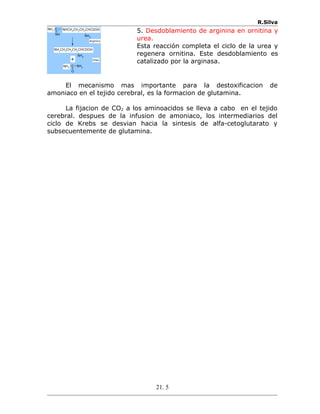 R.Silva
C
NH NH2
NH2 NHCH2CH2CH2CHCOOH
NH2
NH2CH2CH2CH2CHCOOH
C NH2
O
NH2
Arginina
Urea+
5. Desdoblamiento de arginina en ornitina y
urea.
Esta reacción completa el ciclo de la urea y
regenera ornitina. Este desdoblamiento es
catalizado por la arginasa.
El mecanismo mas importante para la destoxificacion de
amoniaco en el tejido cerebral, es la formacion de glutamina.
La fijacion de CO2 a los aminoacidos se lleva a cabo en el tejido
cerebral. despues de la infusion de amoniaco, los intermediarios del
ciclo de Krebs se desvian hacia la sintesis de alfa-cetoglutarato y
subsecuentemente de glutamina.
21. 5
 