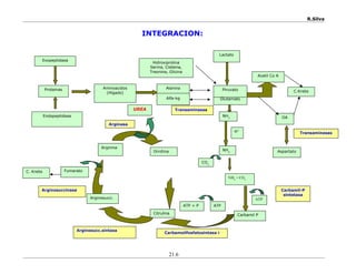 R.Silva
INTEGRACION:
21.6
Proteinas
Hidroxiprolina
Serina, Cisteina,
Treonina, Glicina
Acetil Co A
Aspartato
Arginasa
Arginosuccinasa
Arginosucc.sintasa
Carbamoilfosfatosintasa I
Carbamil-P
sintetasa
Transaminasas
Exopeptidasa
Aminoacidos
(Hígado)
Alanina
Alfa-kg
Piruvato
Glutamato
OA
Lactato
Endopeptidasa
UREA
NH3
Arginina
Ornitina
H+
NH4
CO2
FumaratoC. Krebs
Arginosucci.
NH4
+ CO2
Citrulina Carbamil P
ATP
ATPATP + P
C.Krebs
Transaminasas
 