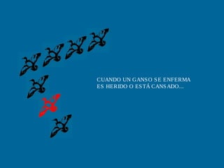 CUANDO UN GANSO SE ENFERMA
ES HERIDO O ESTÁ CANSADO...
 