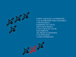 OTROS SALEN DE LA FORMACIÓN
Y LO ACOMPAÑAN PARA AYUDARLO
Y PROTEGERLO.
PERMANECEN CON ÉL
HASTA QUE MUERA
O SEA CAPAZ DE VOLAR
NUEVAMENTE;
ALCANZAN SU BANDADA,
O SE INTEGRÁN
A OTRA FORMACIÓN.
 
