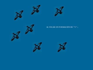 AL VOLAR EN FORMACIÓN DE “ V ”...
 