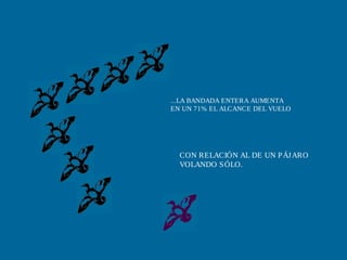 ...LA BANDADA ENTERA AUMENTA
EN UN 71% EL ALCANCE DEL VUELO
CON RELACIÓN AL DE UN PÁJARO
VOLANDO SÓLO.
 