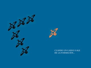 CUANDO UN GANSO SALE
DE LA FORMACIÓN...
 