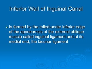 22-Inguinal Canal.ppt