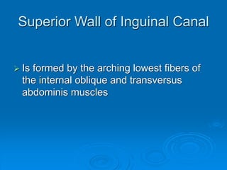 22-Inguinal Canal.ppt
