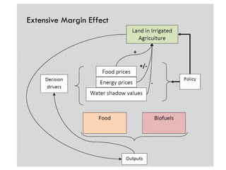 Extensive Margin Effect
 