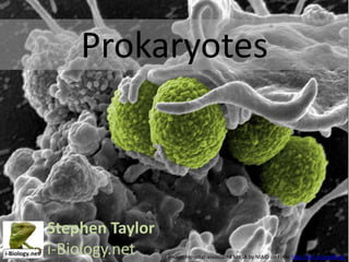 Prokaryotes

Stephen Taylor
i-Biology.net

Image: Hospital-associated MRSA by NIAID on Flickr http://flic.kr/p/a4RLq5

 