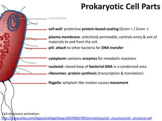 Prokaryotes | PPTX