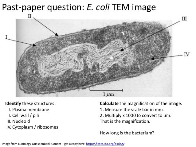 Prokaryotes