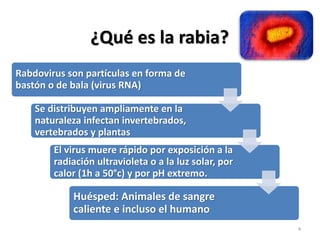 ¿Qué es la rabia?
Rabdovirus son partículas en forma de
bastón o de bala (virus RNA)
Se distribuyen ampliamente en la
naturaleza infectan invertebrados,
vertebrados y plantas
El virus muere rápido por exposición a la
radiación ultravioleta o a la luz solar, por
calor (1h a 50°c) y por pH extremo.
Huésped: Animales de sangre
caliente e incluso el humano
4
 