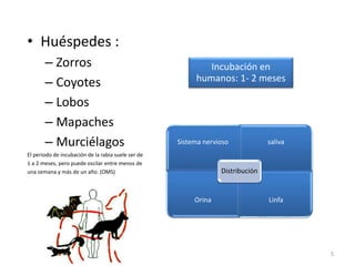 • Huéspedes :
– Zorros
– Coyotes
– Lobos
– Mapaches
– Murciélagos
El periodo de incubación de la rabia suele ser de
1 a 2 meses, pero puede oscilar entre menos de
una semana y más de un año. (OMS)
Incubación en
humanos: 1- 2 meses
Sistema nervioso saliva
Orina Linfa
Distribución
5
 