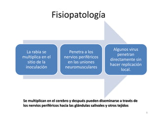 Fisiopatología
La rabia se
multiplica en el
sitio de la
inoculación
Penetra a los
nervios periféricos
en las uniones
neuromusculares
Algunos virus
penetran
directamente sin
hacer replicación
local.
Se multiplican en el cerebro y después pueden diseminarse a través de
los nervios periféricos hacia las glándulas salivales y otros tejidos
6
 