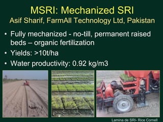 • Fully mechanized - no-till, permanent raised
beds – organic fertilization
• Yields: >10t/ha
• Water productivity: 0.92 k...