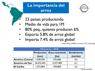 • 23 países produciendo
• Medio de vida para 1M
• 80% peq., quienes producen 6%
• Exporta 5.8% de arroz global
• Importa 7...